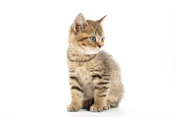 Little cute kitten striped on a white background Stock Picture