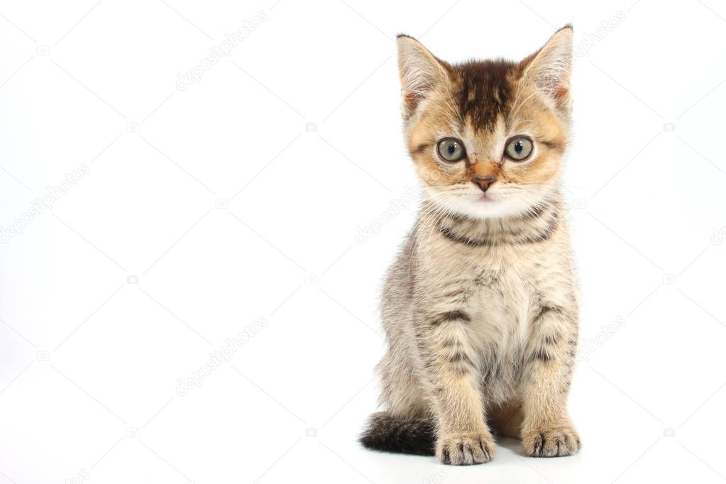 Little cute kitten striped on a white background