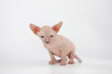 Beyaz arka plan üzerinde komik alında saç çizgisi sphynx yavru kedi