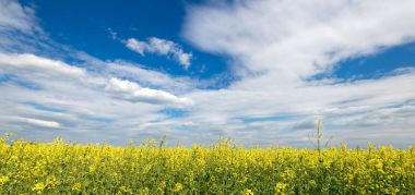 Sarı kolza tohumu alan bulutlar gökyüzü karşı