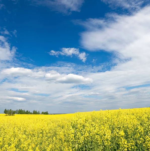 Geel koolzaad veld tegen de hemel met wolken — Stockfoto