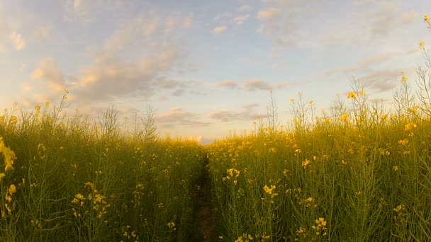 Κίτρινο ελαιοκράμβη πεδίο το απόγευμα στο ηλιοβασίλεμα — Αρχείο Βίντεο