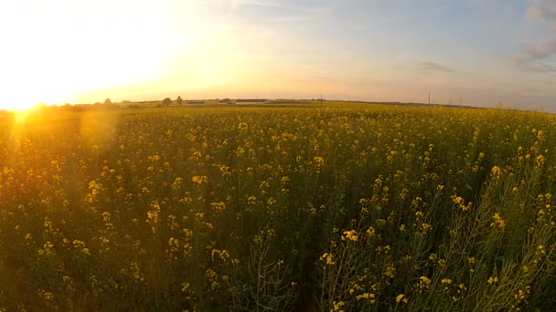 Campo de colza amarilla por la noche al atardecer — Vídeo de stock