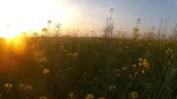 Campo de colza amarilla por la noche al atardecer — Vídeos de Stock