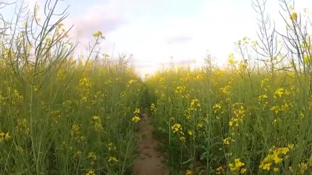 Champ de colza jaune le soir au coucher du soleil 