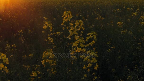 日没時、夜の黄色い菜の花フィールド — ストック動画