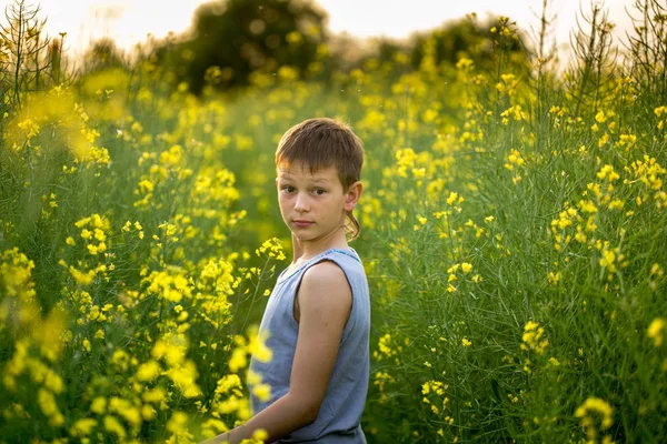 Chlapec na žlutou řepkové pole ve večerních hodinách při západu slunce — Stock fotografie