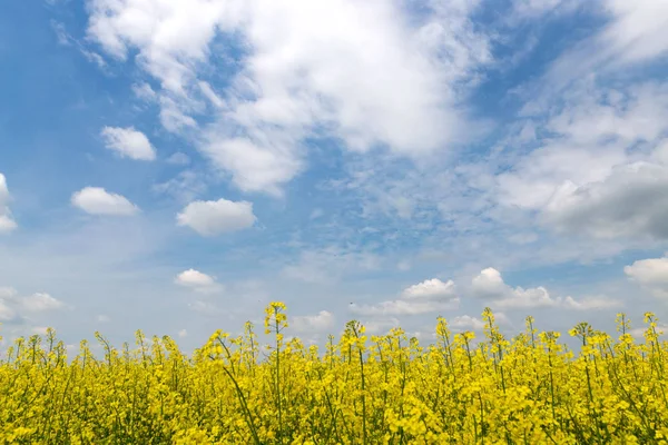 Geel koolzaad veld tegen de hemel met wolken — Stockfoto