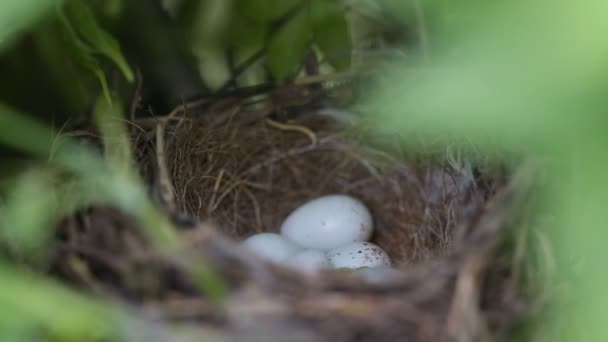 Das Nest eines kleinen Vogels ist getarnt — Stockvideo