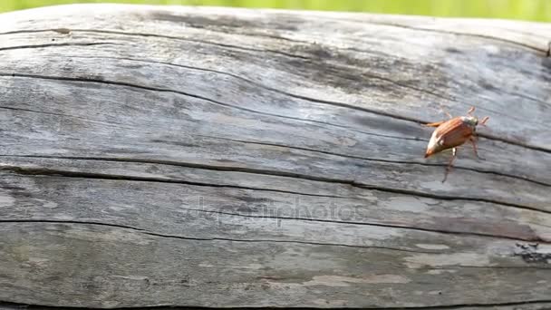 Un gran escarabajo de mayo se arrastra por el tronco de un árbol viejo — Vídeos de Stock