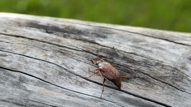 Un gran escarabajo de mayo se arrastra por el tronco de un árbol viejo — Vídeos de Stock