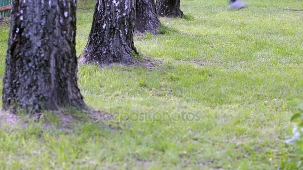 Pojken är ridning på en gunga bland björkarna — Stockvideo