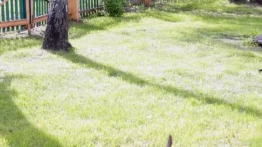 Çocuk ağaç arasında bir salıncak üzerinde sürme