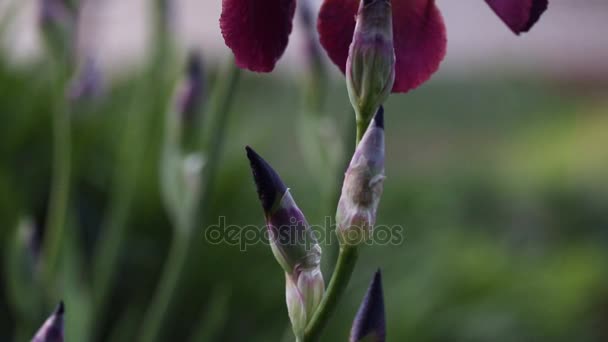 Hermosas flores de jardín en la luz de la noche — Vídeos de Stock