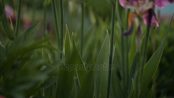 Bellissimi fiori da giardino alla luce della sera — Video Stock