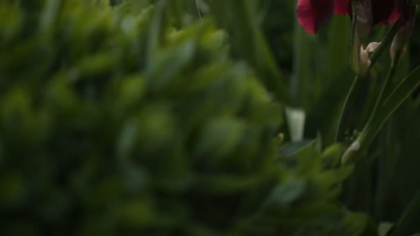 Lindas flores do jardim na luz da noite — Vídeo de Stock