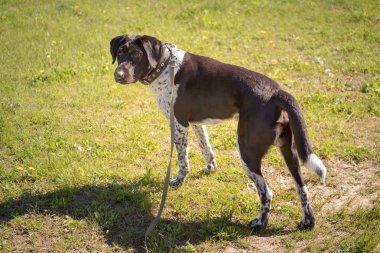 Köpek yeşil çayır armut arka plan üzerinde