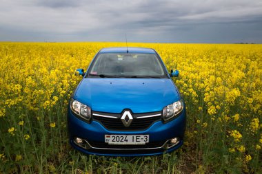 Gomel, Beyaz Rusya - 24 Mayıs 2017: mavi araba kolza tohumu sahada duruyor.