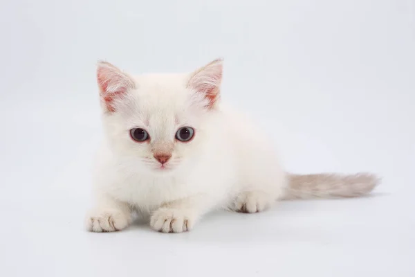 Kätzchen britischer Rasse auf weißem Hintergrund. — Stockfoto