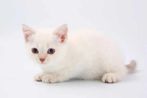 흰색 바탕에 영국 품종의 고양이. — 스톡 사진