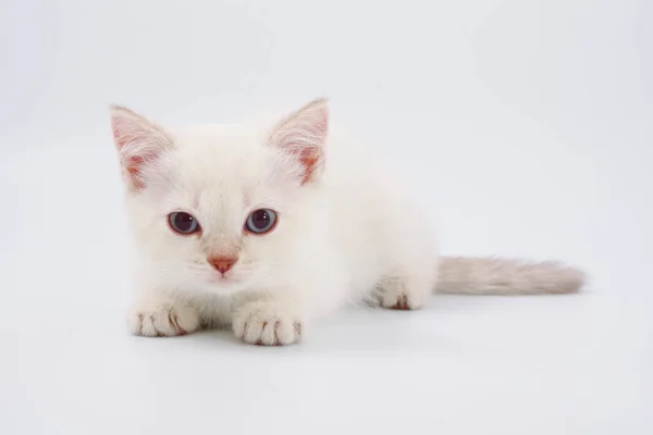 Beyaz bir arka plan üzerinde İngiliz yavru kedi doğurmak. — Stok fotoğraf