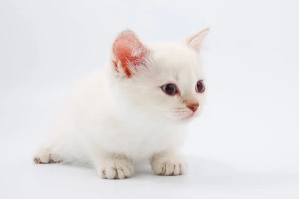 Chatons de race britannique sur un fond blanc . — Photo