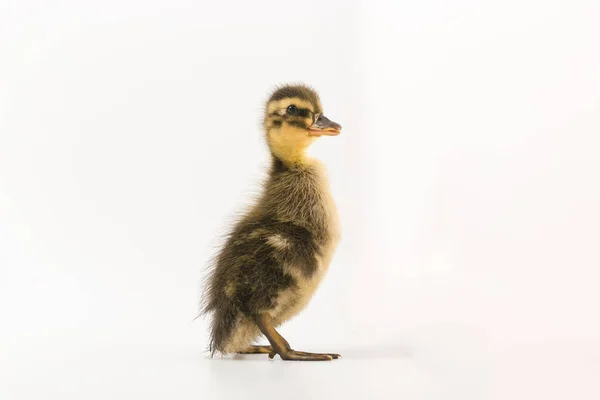 Divertido patito de un pato salvaje sobre un fondo blanco — Foto de Stock