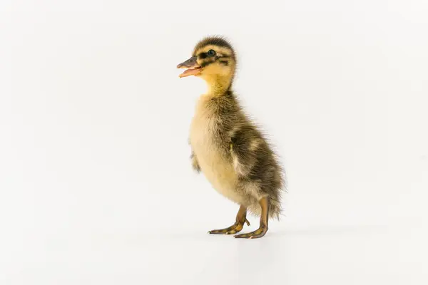 Divertido patito de un pato salvaje sobre un fondo blanco — Foto de Stock