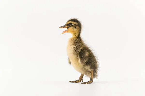 Lustiges Entlein einer Wildente auf weißem Hintergrund — Stockfoto