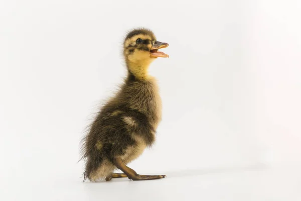 Divertido patito de un pato salvaje sobre un fondo blanco — Foto de Stock