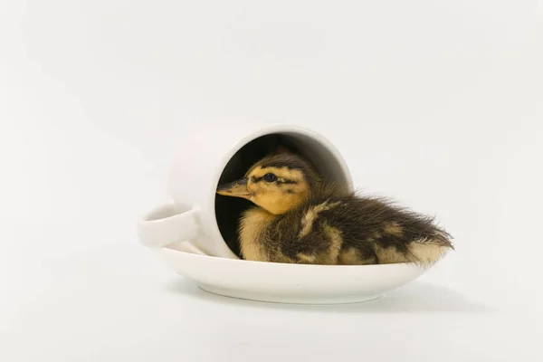 Divertido patito de un pato salvaje sobre un fondo blanco — Foto de Stock