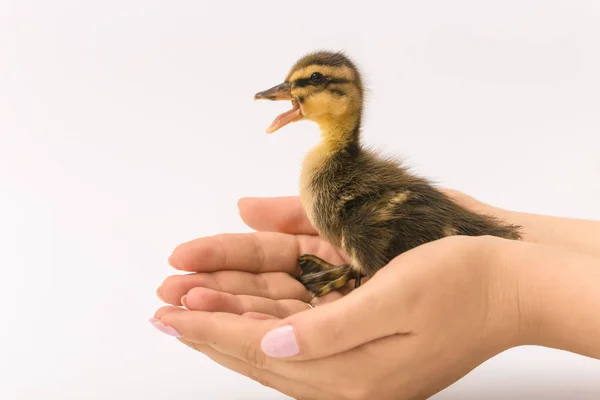 Divertido patito de un pato salvaje sobre un fondo blanco — Foto de Stock