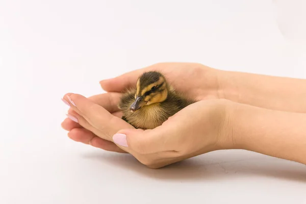 Funny duckling of a wild duck on a white background — Stock Photo, Image