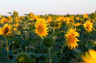 Sarı ayçiçeği tarlası. Tarım ve çiçekler