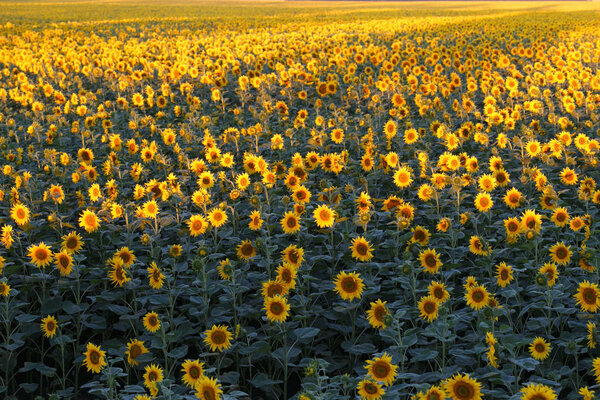 Поле желтых подсолнухов. Сельское хозяйство
