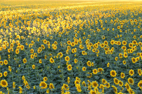 Поле желтых подсолнухов. Сельское хозяйство

