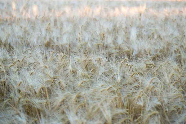 이른 아침에 익은 호 밀의 필드입니다. 배경 — 스톡 사진