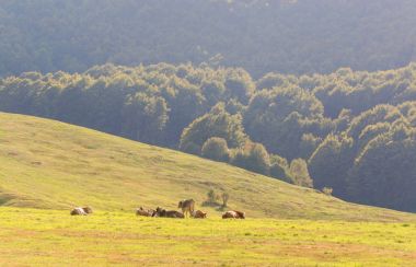 dağlarda bir çayırda inek otlatmak.