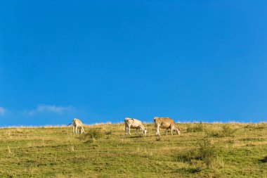 dağlarda bir çayırda inek otlatmak.
