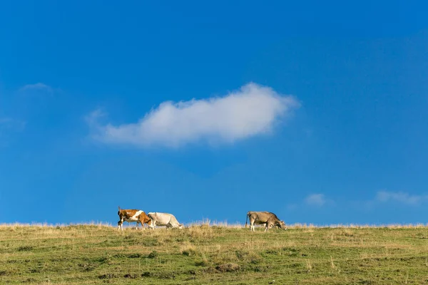 Kühe grasen auf einer Wiese in den Bergen. — Stockfoto