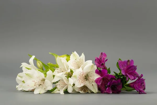 Flores lírios brancos em um fundo cinza — Fotografia de Stock