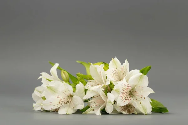 Blumen weiße Lilien auf grauem Hintergrund — Stockfoto