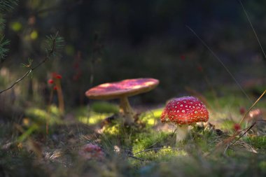 sonbahar ormanda güzel mantar büyümek.