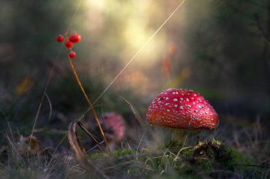 sonbahar ormanda güzel mantar büyümek.