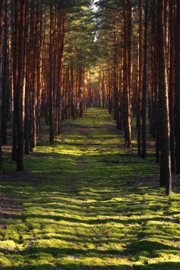 sonbahar ormanda ışık ışınları.