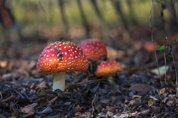 Gyönyörű gombák növekedését, az őszi erdő. — Stock Fotó