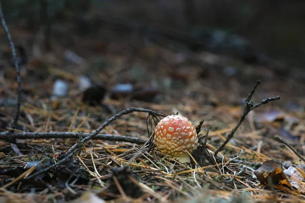 Belos cogumelos crescem na floresta de outono . — Fotografia de Stock