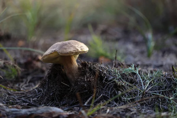 Gyönyörű gombák növekedését, az őszi erdő. — Stock Fotó