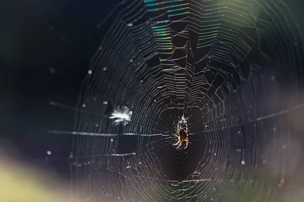 Pavouk na webu v podzimním lese. — Stock fotografie