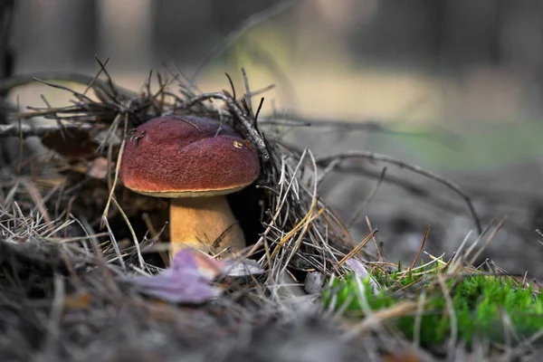 Gyönyörű gombák növekedését, az őszi erdő. — Stock Fotó